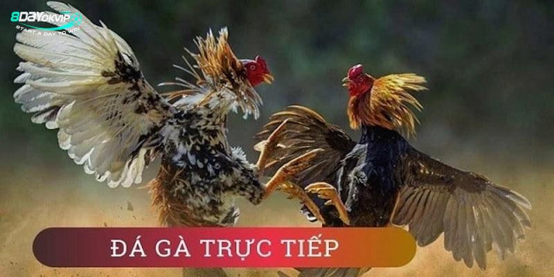 8DAY_Xem Đá Gà Trực Tuyến Thomo Mỗi Ngày, Nhận Ngay Thưởng Lớn