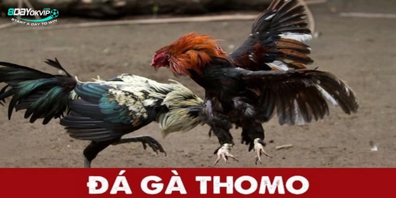 8DAY_Xem Đá Gà Trực Tuyến Thomo Mỗi Ngày, Nhận Ngay Thưởng Lớn